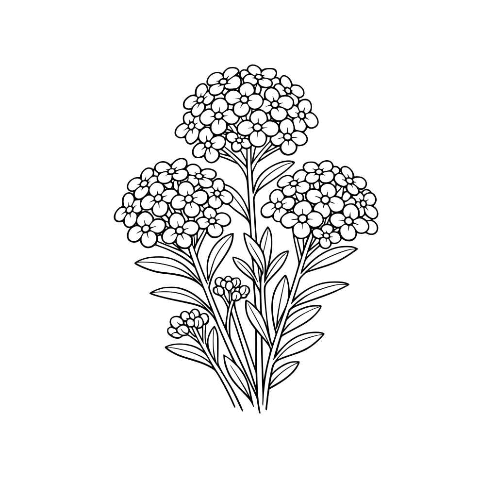 sweet alyssum flower