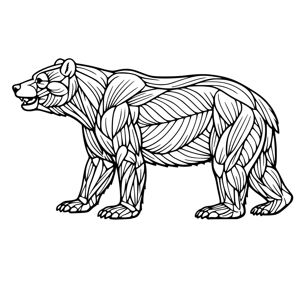a picture of a bears muscular system in a profile