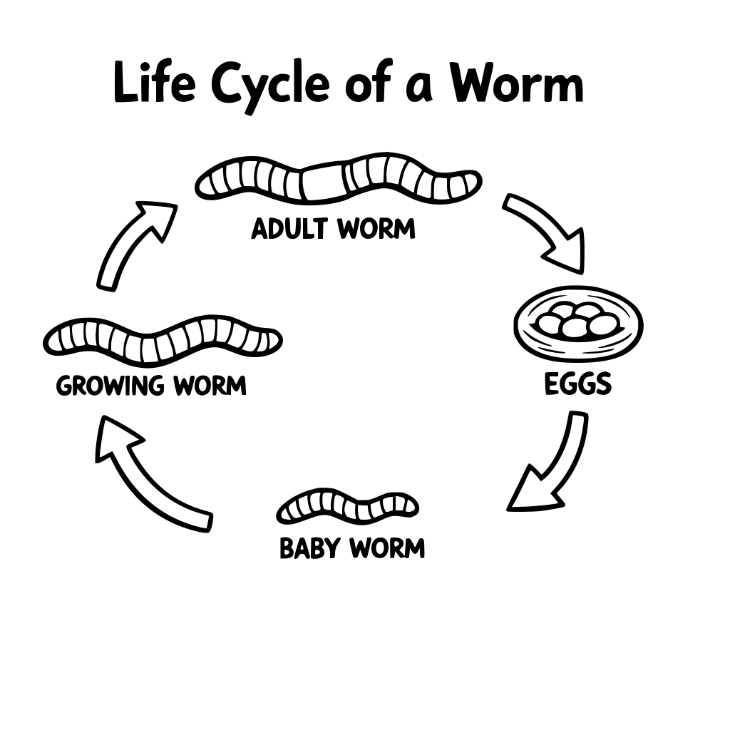 Worm Day Life Cycle of a Worm Kindergarten
