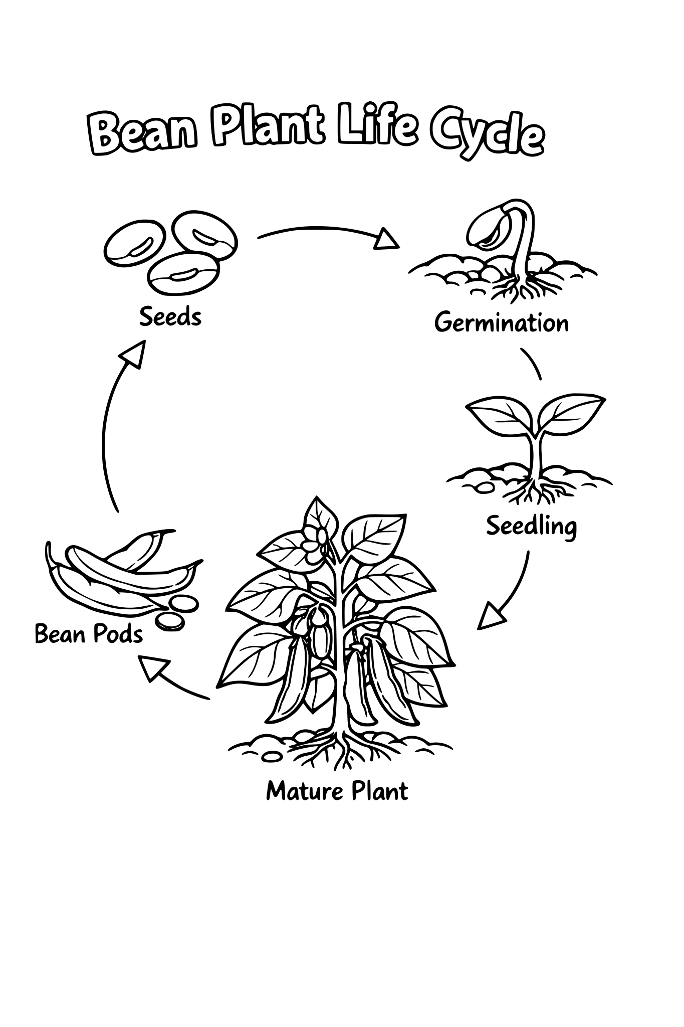 bean plant life cycle