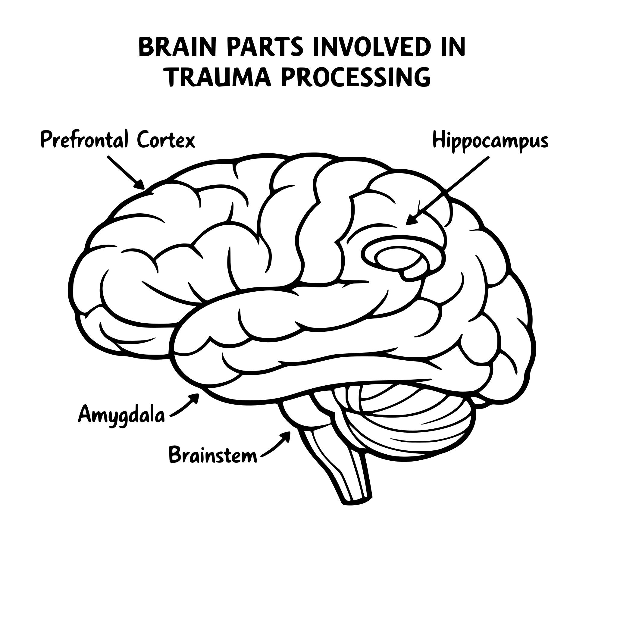 brain parts that are engaged in trauma processing