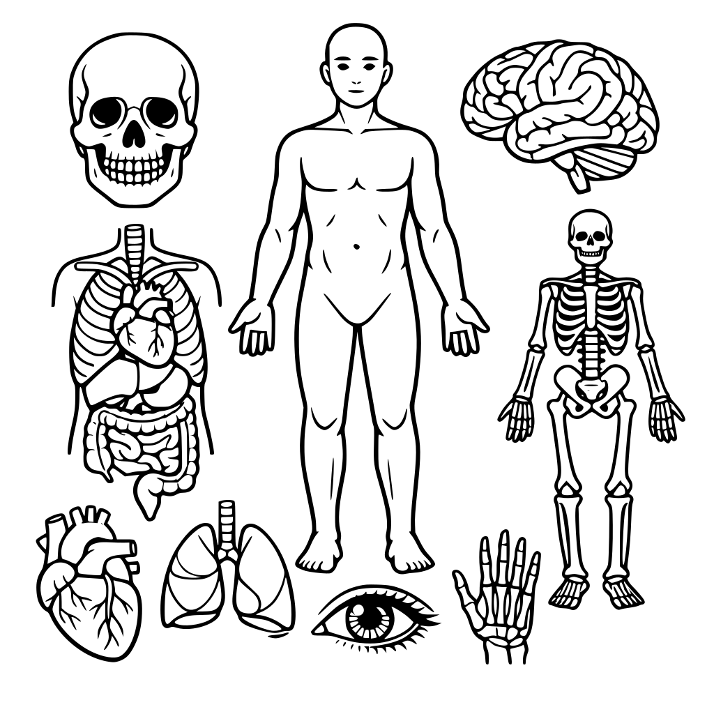 Quiero imagenes del cuerpo humano