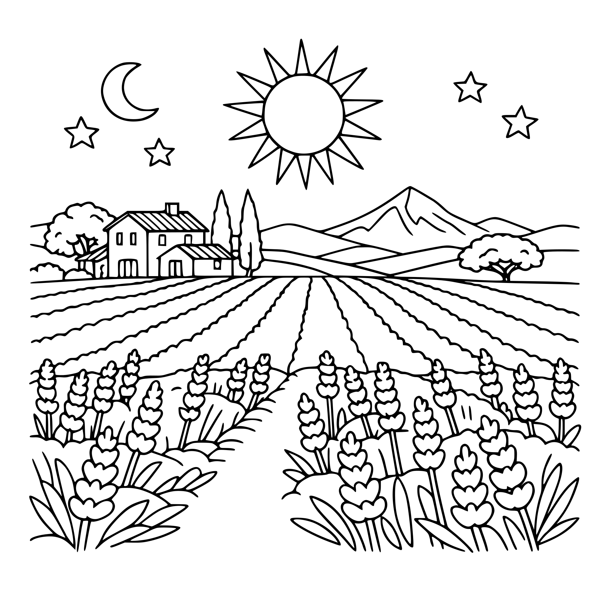 Provence lavande field