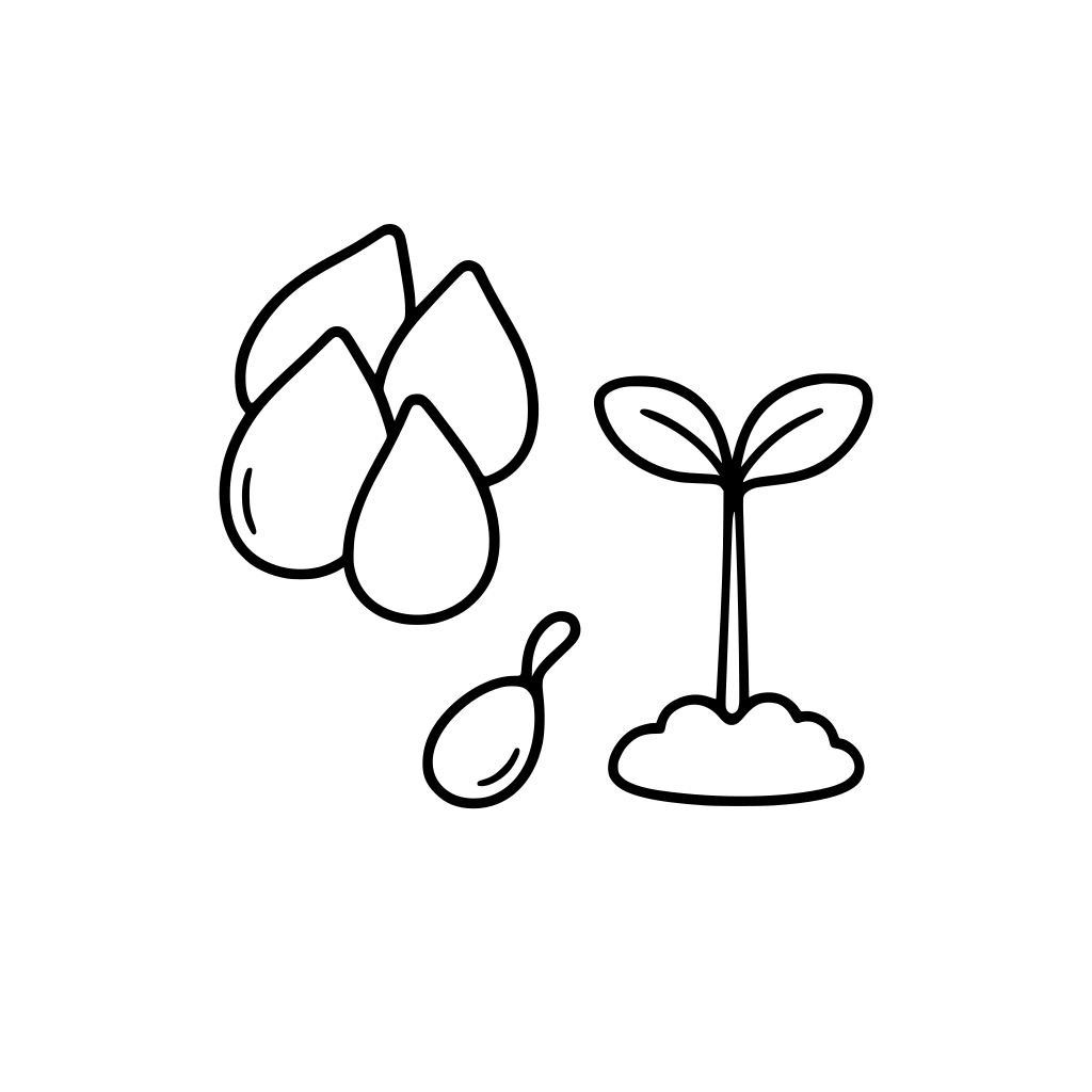 Several large apple seeds shown clearly, next to a small seed beginning to germi